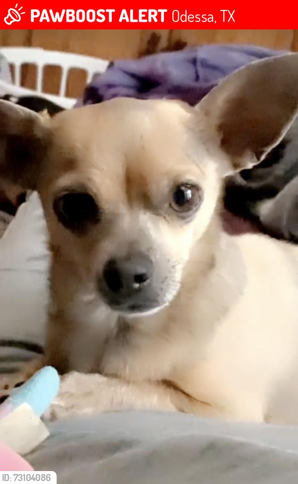 Lost Female Dog last seen faudree and yukon., Odessa, TX 79765