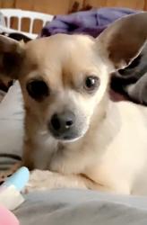 Lost Female Dog last seen faudree and yukon., Odessa, TX 79765