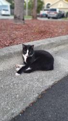 Lost Male Cat last seen Fawn Ridge Dr & Crane Creek Blvd, Viera East, FL 32940