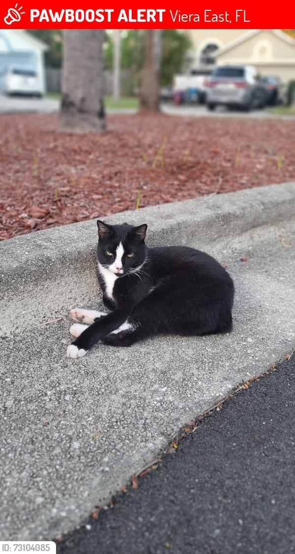 Lost Male Cat last seen Fawn Ridge Dr & Crane Creek Blvd, Viera East, FL 32940
