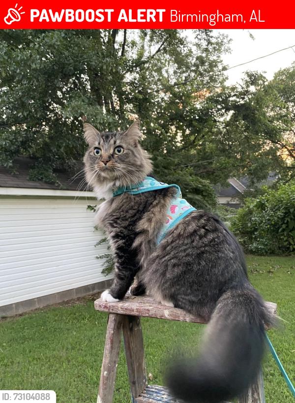 Lost Male Cat last seen Cahaba River Parc & Cahaba River Rd, Birmingham, AL 35243