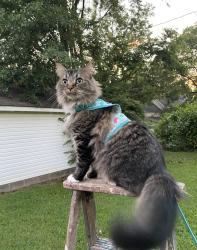 Lost Male Cat last seen Cahaba River Parc & Cahaba River Rd, Birmingham, AL 35243
