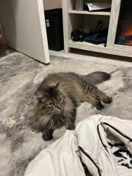 Reunited Female Cat last seen Near Queen square, Saint John, NB E2L 1Y9