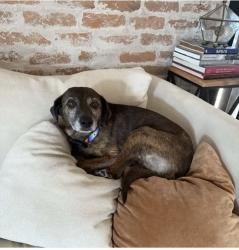 Reunited Female Dog last seen Hazeldine and Broadway, Albuquerque, NM 87102