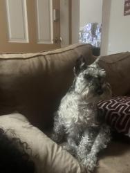 Lost Female Dog last seen Farview Animal Clinic, Paramus, NJ 07652