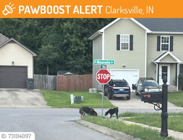 Found/Stray Unknown Dog last seen Medallion circle, Clarksville, IN 47129
