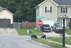 Found/Stray Unknown Dog last seen Medallion circle, Clarksville, IN 47129