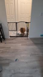 Reunited Unknown Dog last seen Happiness Ave SW & Scodella St NW, Palm Bay, FL 32908