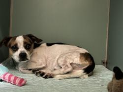 Shelter Stray Male Dog last seen Near Barkley Avenue, BRONX, NY, 10465, 326 E 110th St, New York, NY 10029, USA