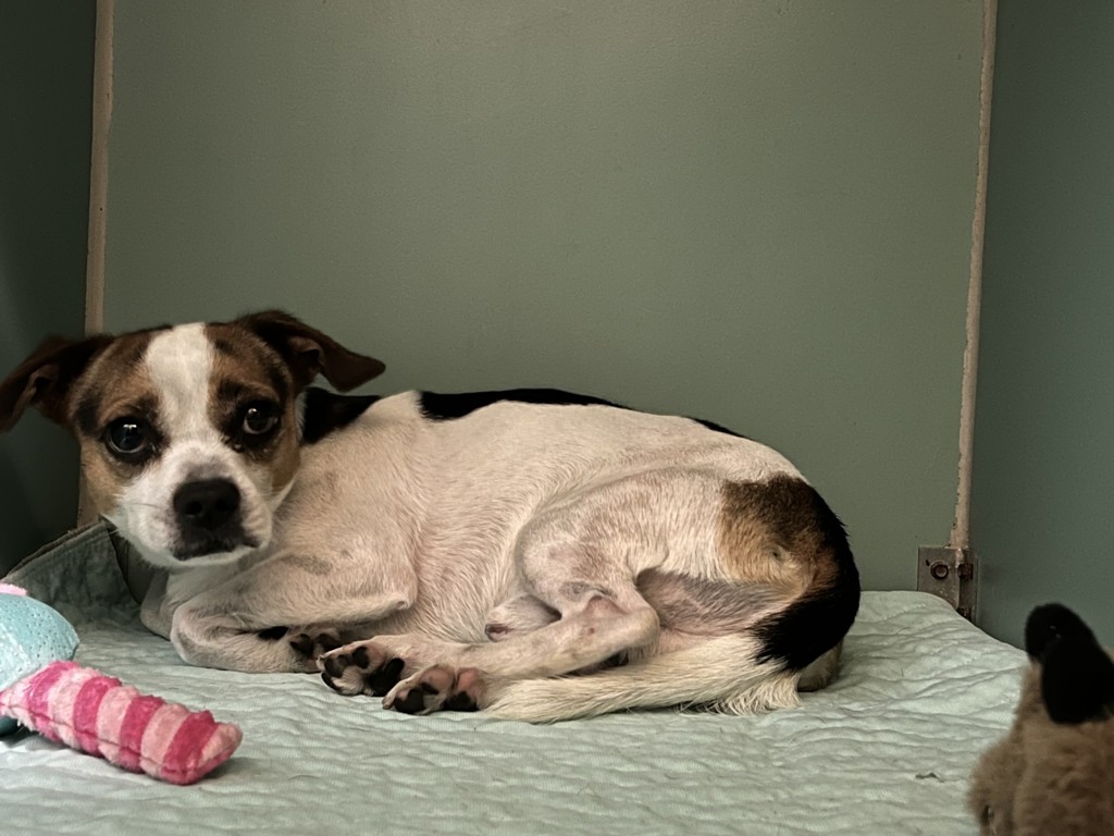 Shelter Stray Male Dog last seen Near Barkley Avenue, BRONX, NY, 10465, 326 E 110th St, New York, NY 10029, USA