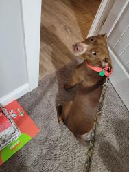 Lost Female Dog last seen Three Notch Rd and Santos Dr E/ Tillman's Corner Area, Mobile, AL 36619