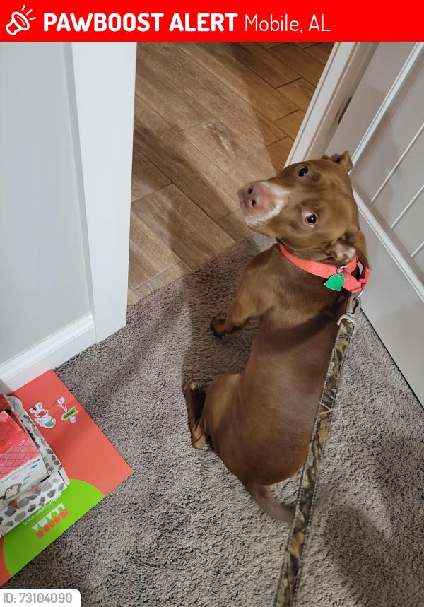 Lost Female Dog last seen Three Notch Rd and Santos Dr E/ Tillman's Corner Area, Mobile, AL 36619