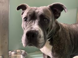Shelter Stray Female Dog last seen Apt 403,11 W 51st Street, NEW YORK, NY, 10019, 326 E 110th St, New York, NY 10029, USA