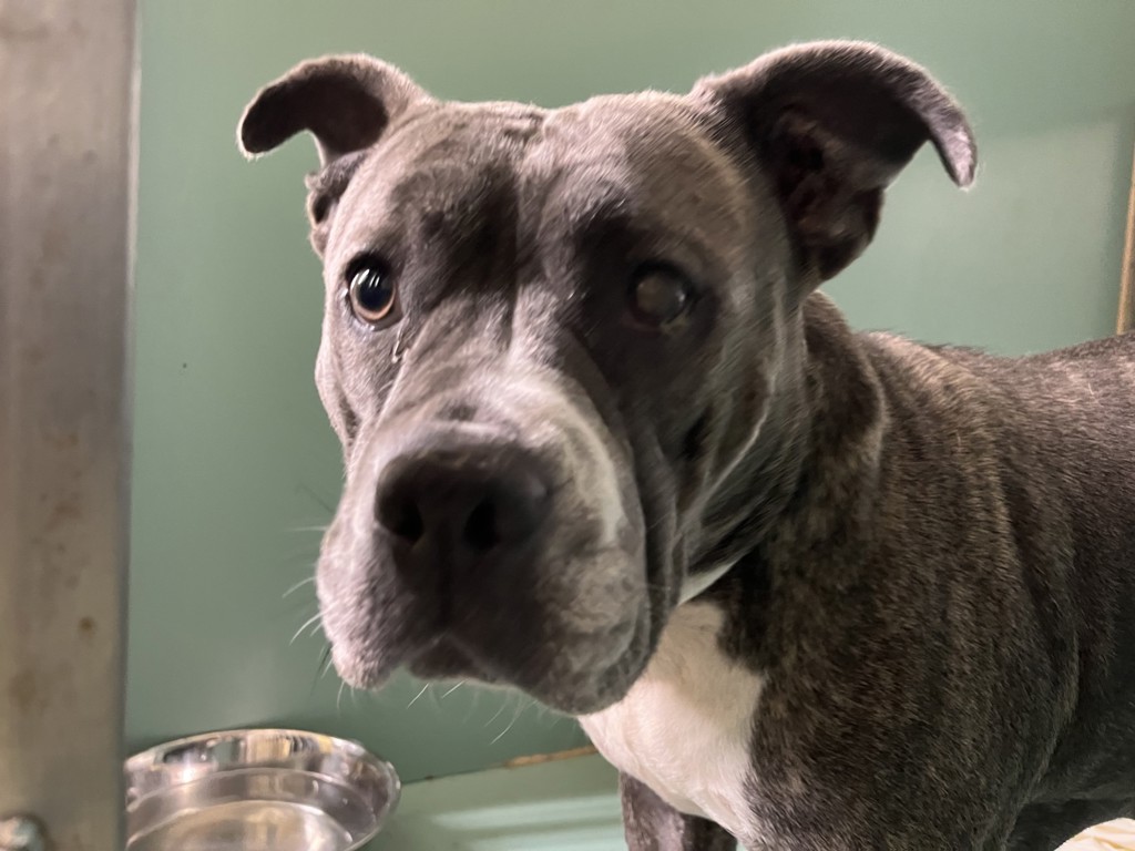 Shelter Stray Female Dog last seen Apt 403,11 W 51st Street, NEW YORK, NY, 10019, 326 E 110th St, New York, NY 10029, USA