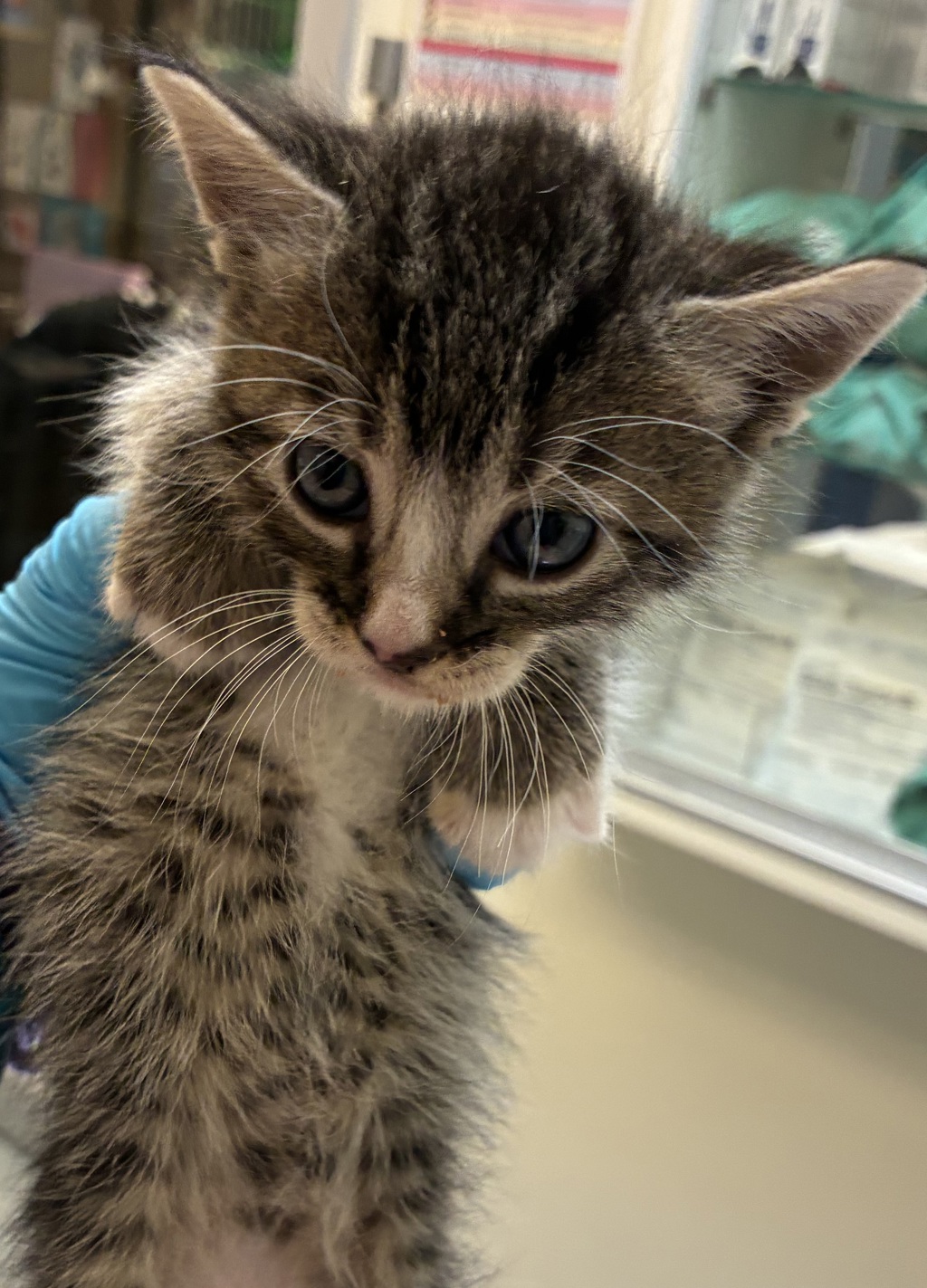 Shelter Stray Male Cat last seen N Amherst and N Haven Ave, PORTLAND, OR, 97203, 1700 W Historic Columbia River Hwy, Troutdale, OR 97060, USA