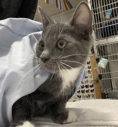 Shelter Stray Male Cat last seen Near Grandon Avenue, San Marcos, CA, 92078, Escondido, CA 92027, USA