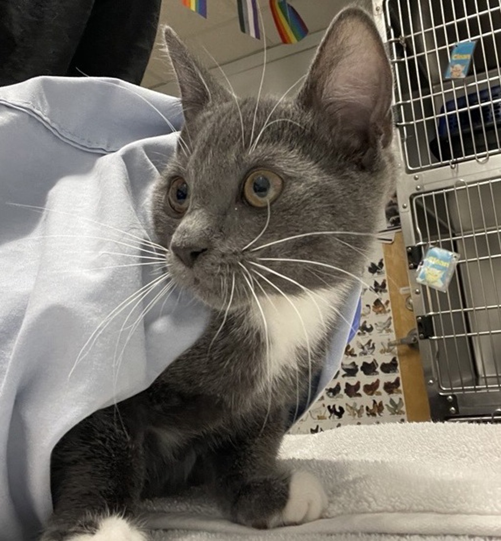 Shelter Stray Male Cat last seen Near Grandon Avenue, San Marcos, CA, 92078, Escondido, CA 92027, USA