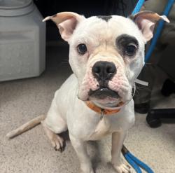 Shelter Stray Female Dog last seen Near Crotona Avenue, BRONX, NY, 10457, 326 E 110th St, New York, NY 10029, USA