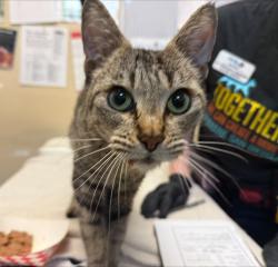 Shelter Stray Female Cat last seen via centre and hacienda drive, Near Kalentanos Mexcican restaurant, Vista, CA, 92081, Oceanside, CA 92058, USA