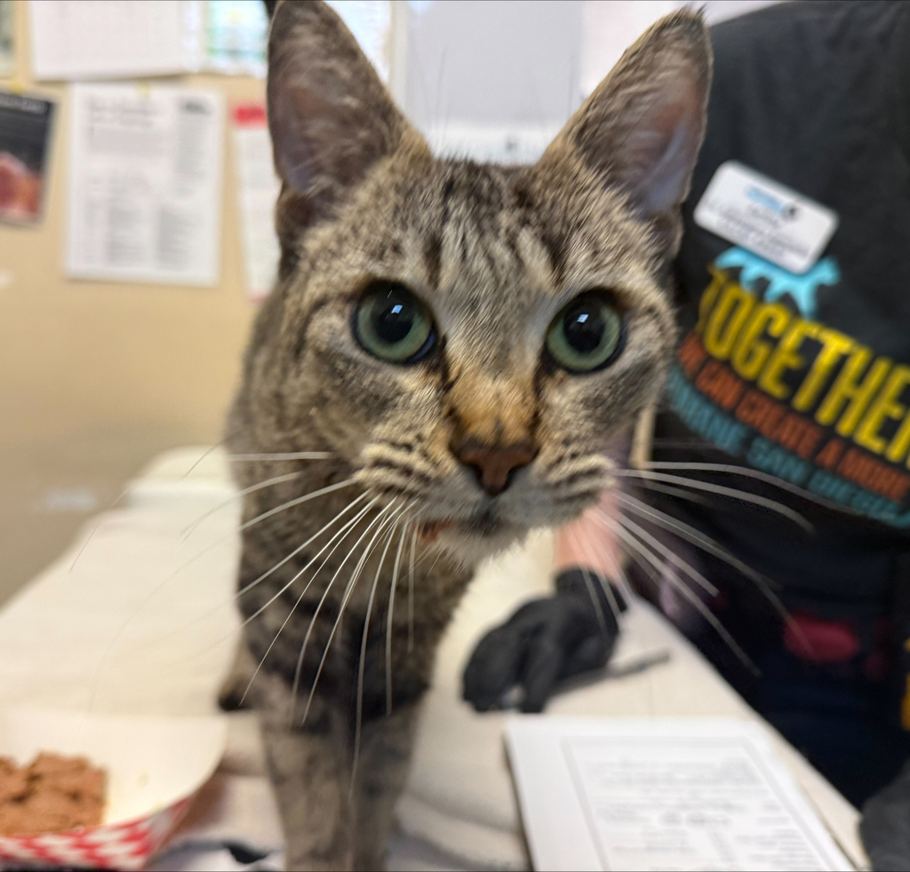Shelter Stray Female Cat last seen via centre and hacienda drive, Near Kalentanos Mexcican restaurant, Vista, CA, 92081, Oceanside, CA 92058, USA