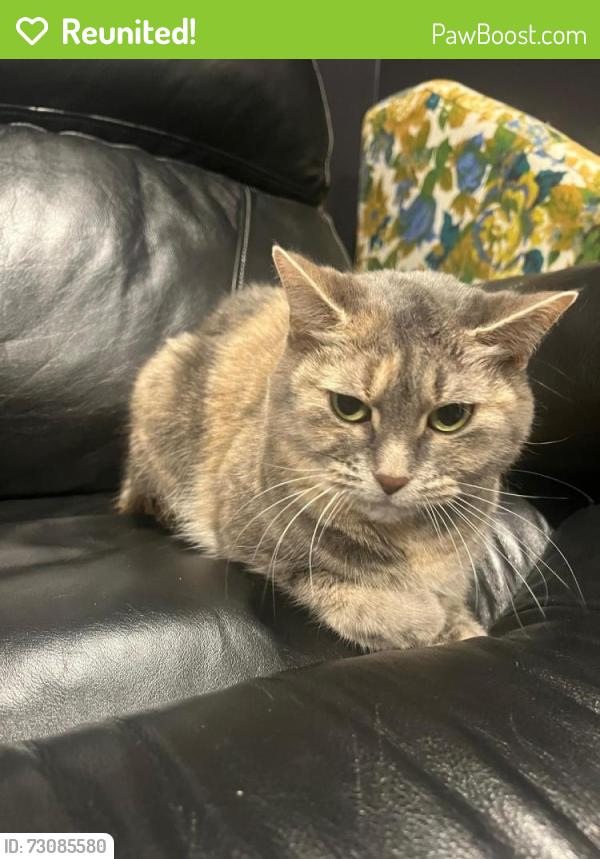 Reunited Female Cat last seen Desrochers, Edmonton, AB T6W 1A7