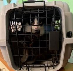 Shelter Stray Unknown Cat last seen Near Bluff Springs Road, AUSTIN, TX, 78744, 7201 Levander Loop bldg a, Austin, TX 78702, USA