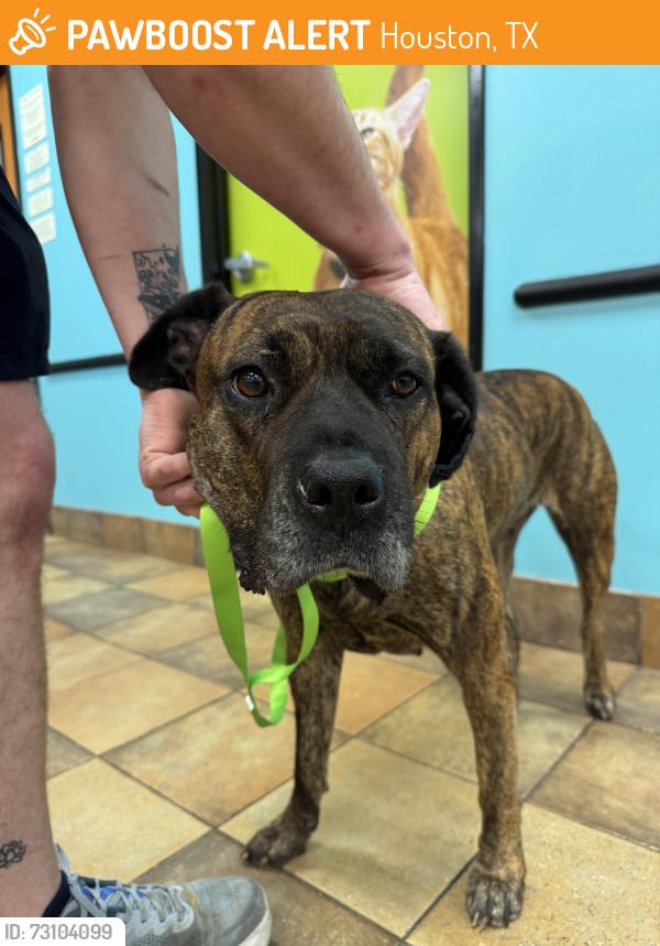 Found/Stray Female Dog last seen Briar Patch, Houston, TX 77077