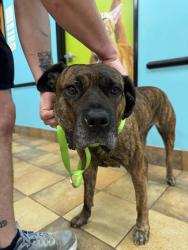 Found/Stray Female Dog last seen Briar Patch, Houston, TX 77077