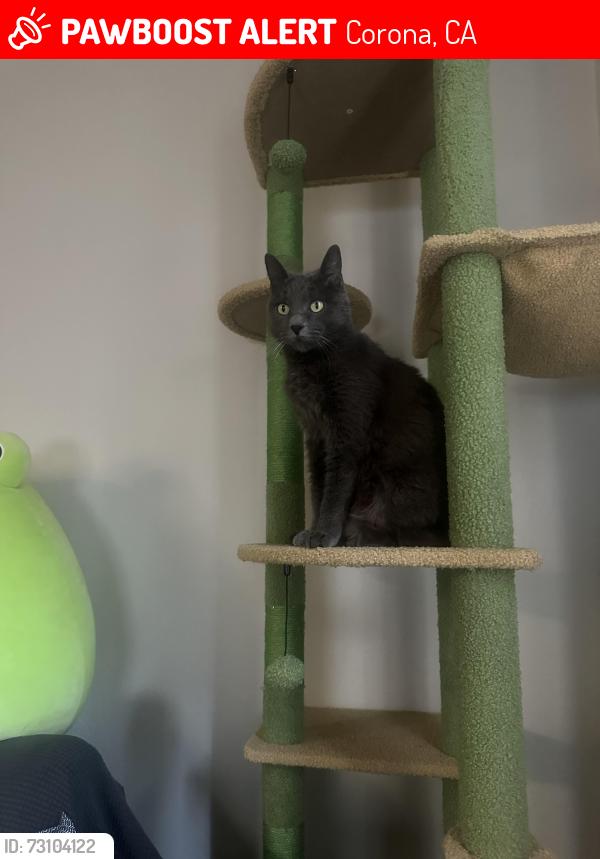 Lost Female Cat last seen Hensley apmts, Corona, CA 92881