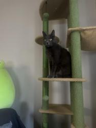 Lost Female Cat last seen Hensley apmts, Corona, CA 92881