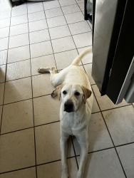 Found/Stray Male Dog last seen Branston and heathridge, San Antonio, TX 78250