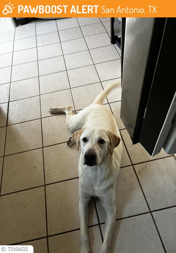 Found/Stray Male Dog last seen Branston and heathridge, San Antonio, TX 78250
