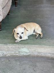 Found/Stray Female Dog last seen grand ave, Colton, CA 92324