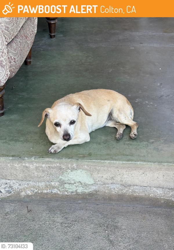 Found/Stray Female Dog last seen grand ave, Colton, CA 92324
