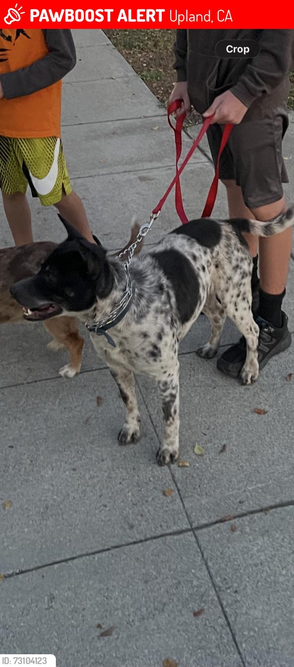 Lost Male Dog last seen 8th street, Upland, CA 91786