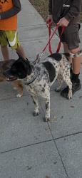 Lost Male Dog last seen 8th street, Upland, CA 91786