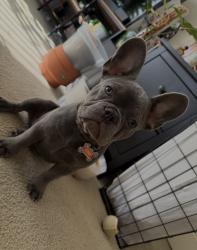 Reunited Female Dog last seen White Oaks Community in Cypress, Cypress, TX 77429