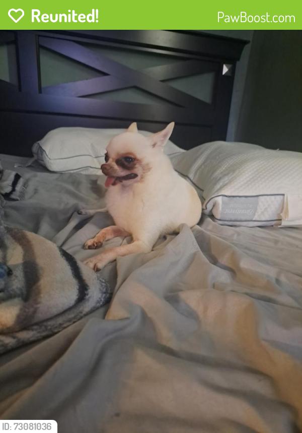 Reunited Male Dog last seen Kedvale and Cortland, Chicago, IL 60639