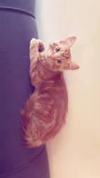 Lost Male Cat last seen 19th st , Burnaby, BC V3N 3B8