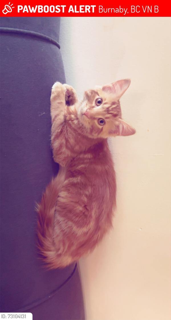 Lost Male Cat last seen 19th st , Burnaby, BC V3N 3B8