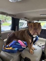 Found/Stray Male Dog last seen Near rankin road, Houston, TX 77073