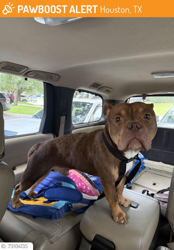 Found/Stray Male Dog last seen Near rankin road, Houston, TX 77073
