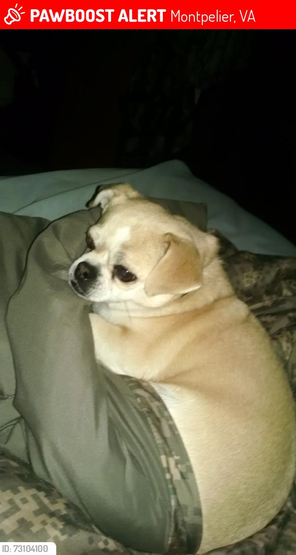 Lost Female Dog last seen Route 33, Montpelier, VA 23192