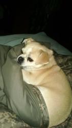 Lost Female Dog last seen Route 33, Montpelier, VA 23192