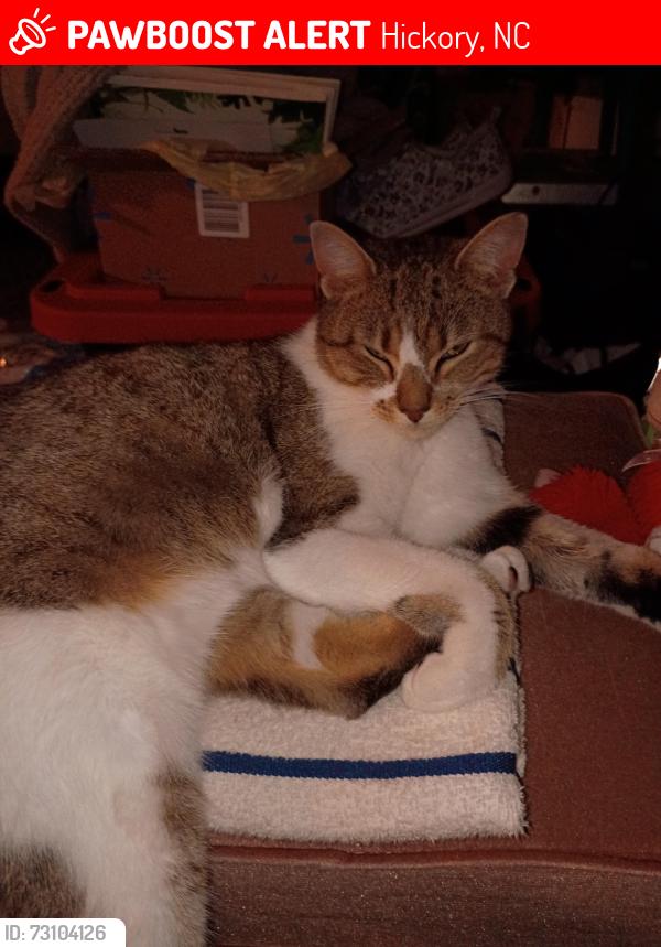Found/Stray Female Cat last seen Near 14th ave ne unit C, Hickory, NC 28601