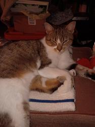 Found/Stray Female Cat last seen Near 14th ave ne unit C, Hickory, NC 28601