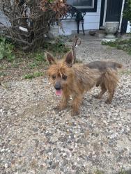 Found/Stray Male Dog last seen Cheryl, San Antonio, TX 78228