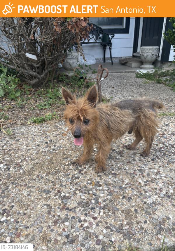 Found/Stray Male Dog last seen Cheryl, San Antonio, TX 78228