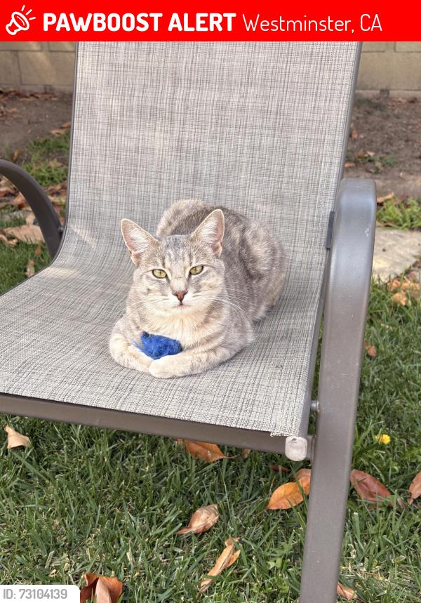 Lost Female Cat last seen Bolsa Chica St. and St. James Avenue, Westminster, CA 92683