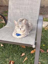 Lost Female Cat last seen Bolsa Chica St. and St. James Avenue, Westminster, CA 92683